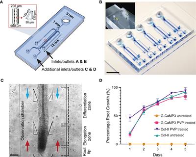 A dual-flow RootChip enables quantification of bi-directional calcium signaling in primary roots